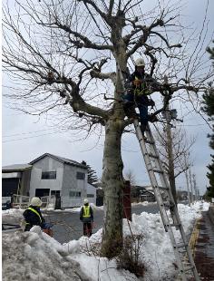 能代市道沿いのプラタナスを剪定する作業員（同市大町で）