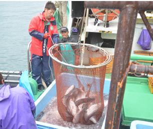 昨年12月から県内初のトラウトサーモンの養殖試験に取り組んできた八水が全量を水揚げ