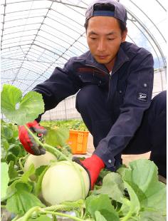 ハウスメロンが旬を迎えている（三種町芦崎で）