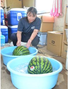 差し入れのスイカを氷水で冷やす能代松陽野球部マネジャーの與齊芽里さん