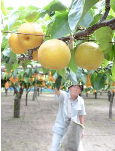 和ナシの主力品種・幸水の収穫が行われている果樹園（八峰町峰浜水沢で）