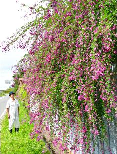 見頃を迎えているハギの花（三種町大口字中鹿で）