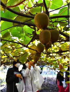 琴丘中3年生が〝落ちない果実〟キウイを収穫