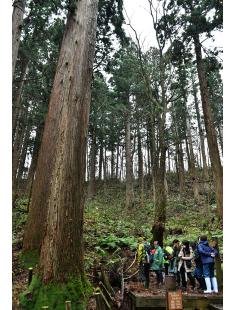 仁鮒水沢スギ希少個体群保護林を見学するツアー客（能代市二ツ井町田代で）