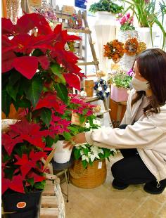 店頭に鮮やかな色のポインセチアやプリンセチアが並ぶ（能代市中関で）