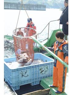 八水が昨年12月から養殖してきた輝サーモンのうち約220匹を水揚げ（八峰町の岩館漁港で）