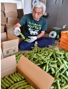 選果場でソラマメの選別、箱詰めに当たる生産者（三種町鹿渡で）