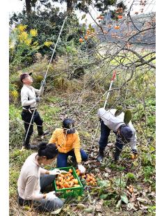 クマなどを引き寄せてしまう放置果樹をなくすため、空き家の庭で柿の実を収穫