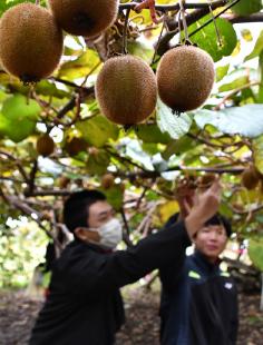 琴丘中３年生がキウイフルーツを収穫（三種町鹿渡で）