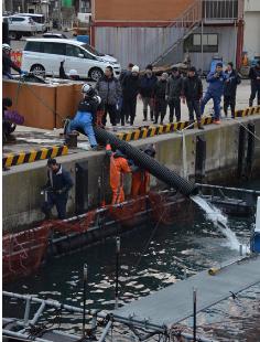 輝サーモンの養殖試験が今季も始まり、いけすに未成魚を流し入れる関係者