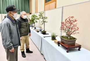 盆栽が並ぶ新春展