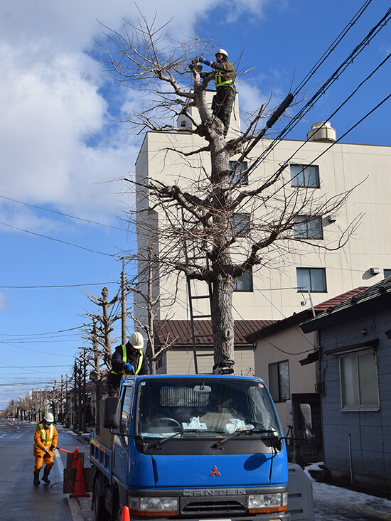 剪定を進める作業員ら