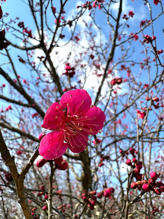 梅が開花した金仏梅公園（三種町鹿渡で）