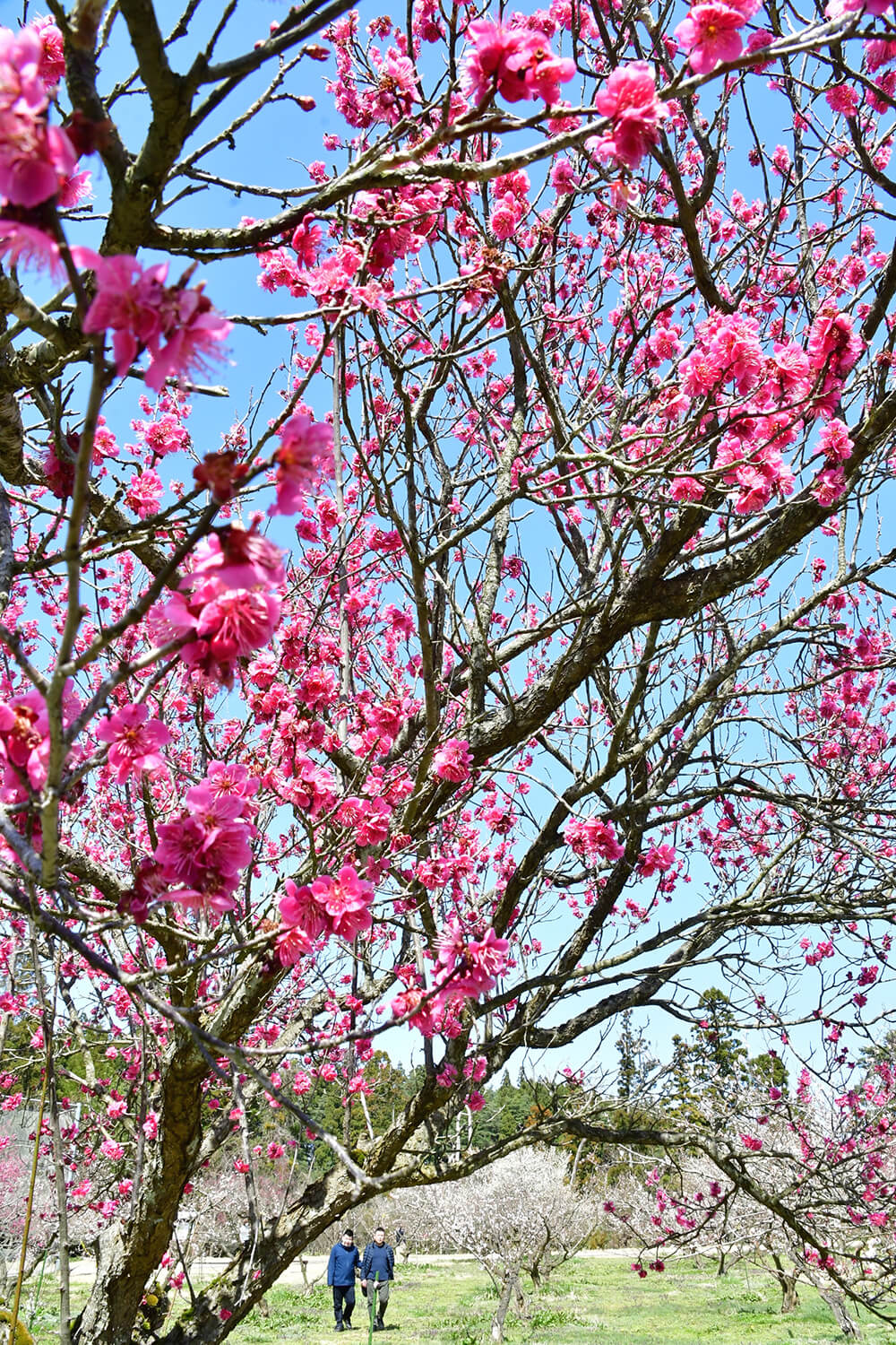 見物客を楽しませている金仏梅公園の梅の花（三種町鹿渡で）