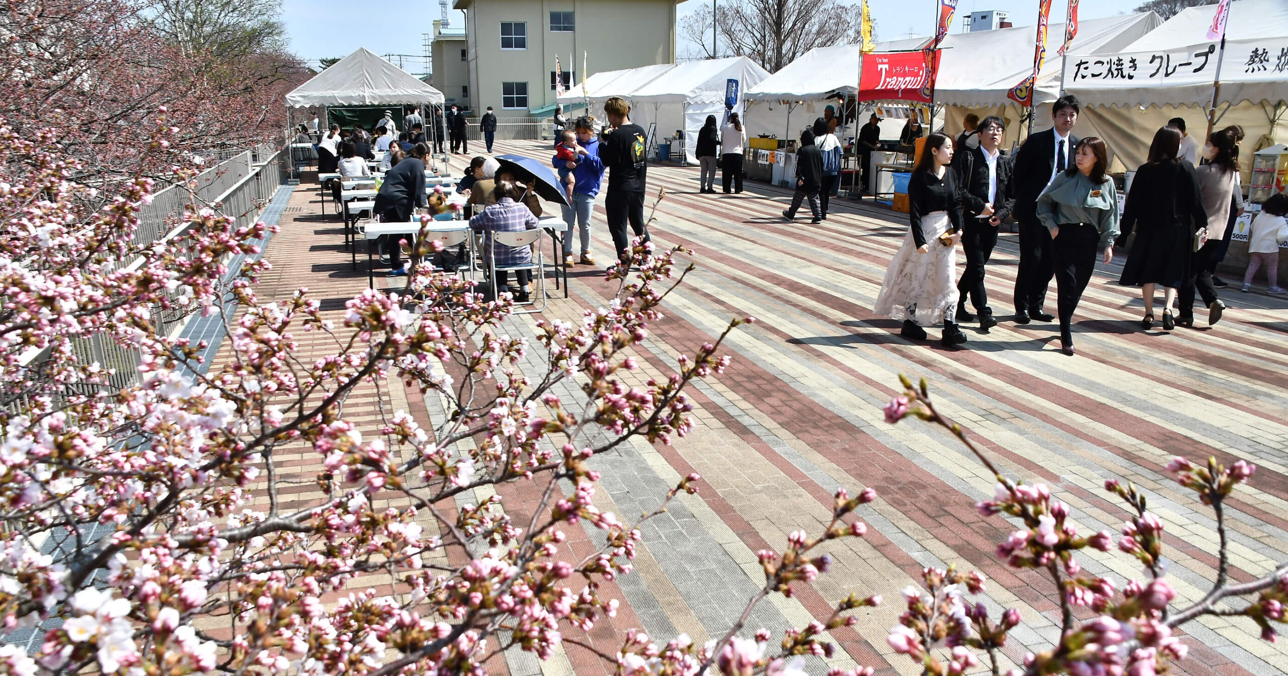 桜の開花が進む能代市役所のさくら庭で屋台村が開始
