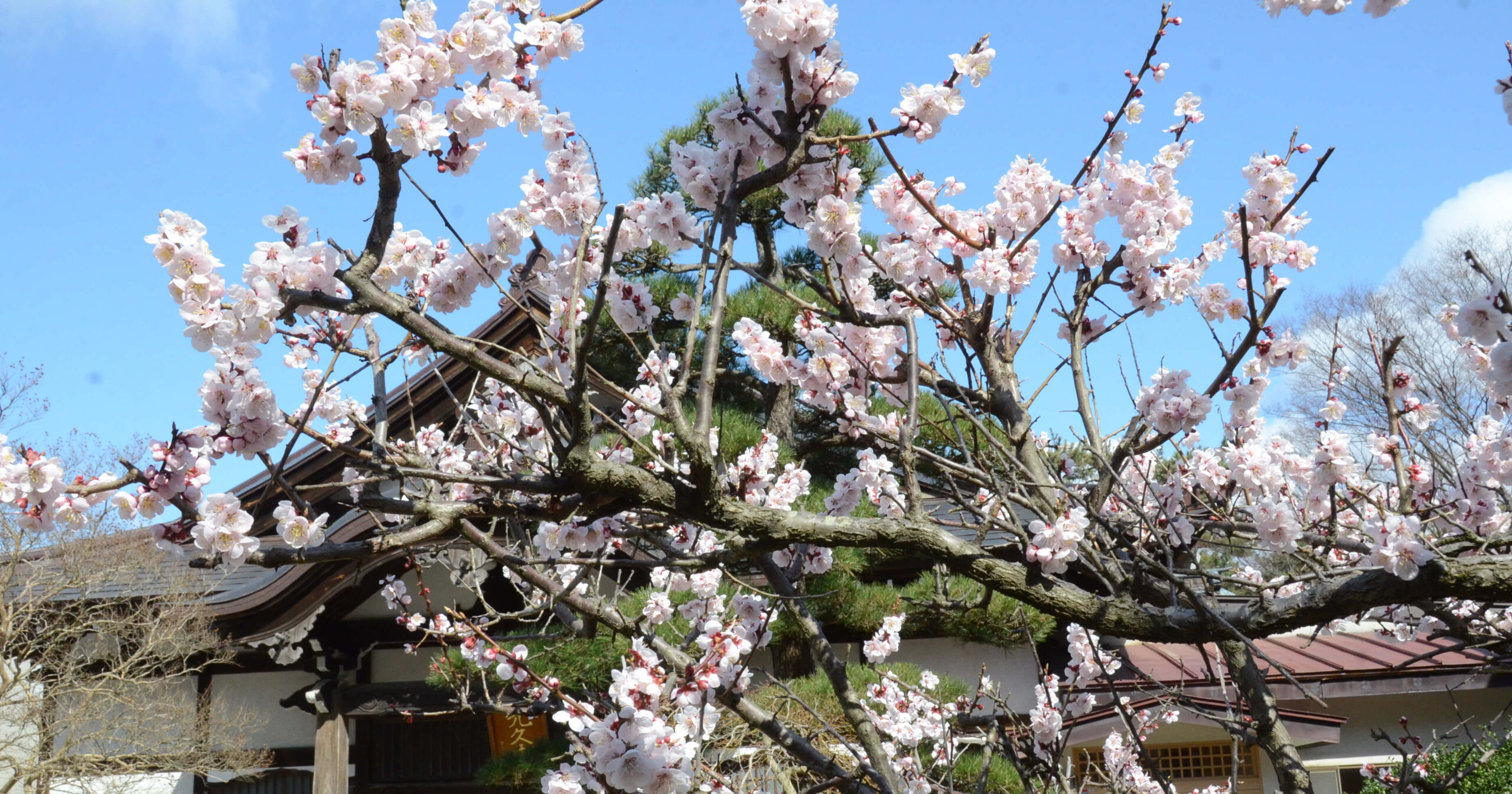 内に彩りを添えている梅の花（能代市萩の台の光久寺で）