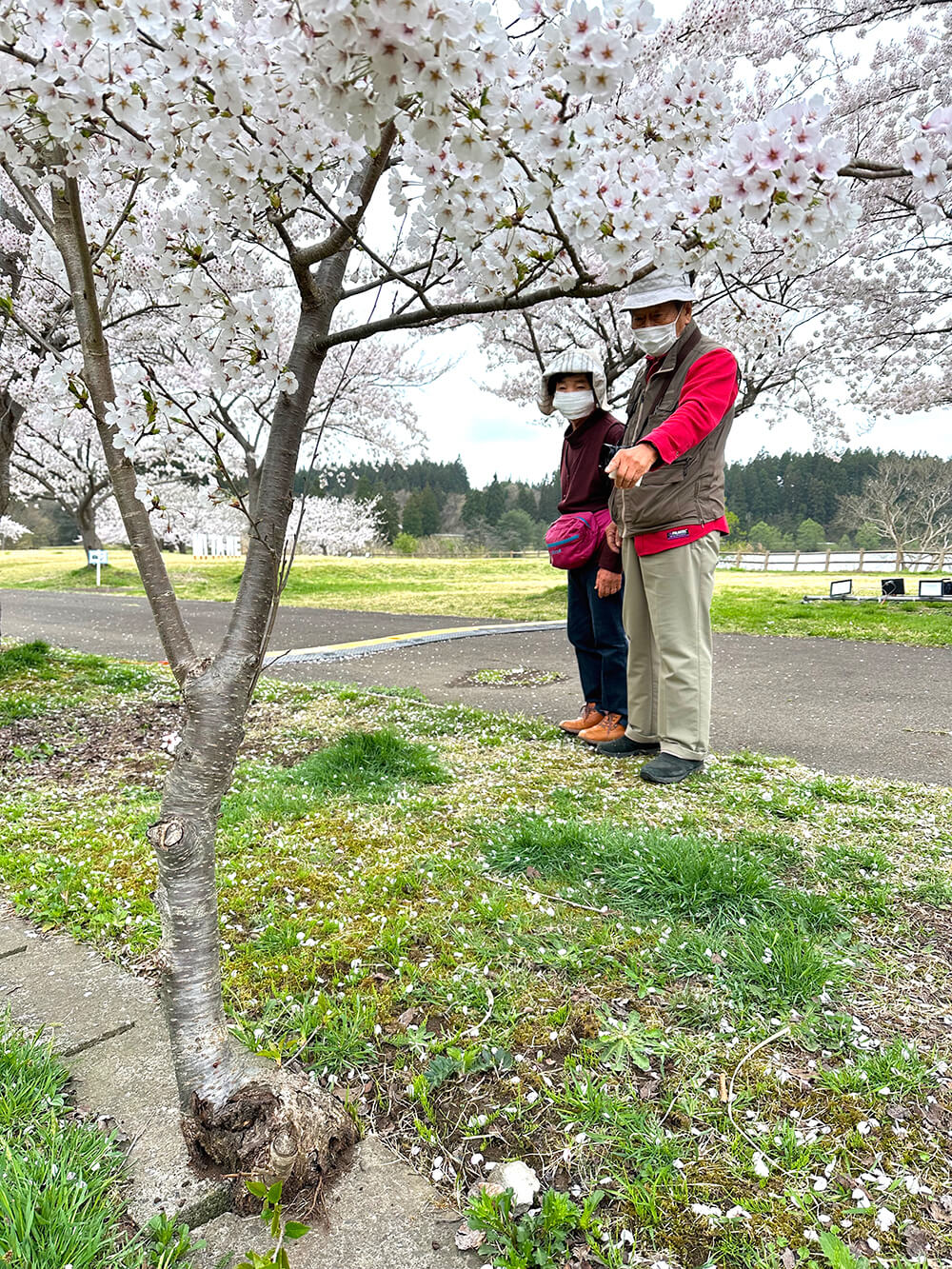 〝ど根性桜〟が咲き誇り、訪れる人の関心を集める（三種町森岳の惣三郎沼公園で）