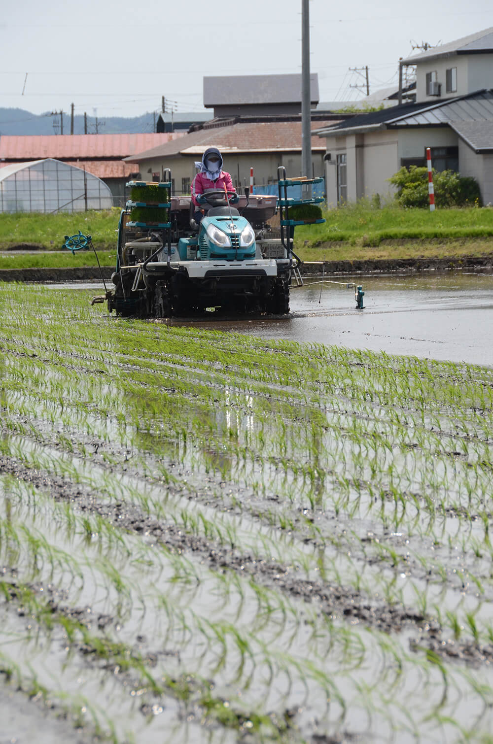 田植え作業が始まり、圃場が緑色に染まった（能代市荷八田地区で）