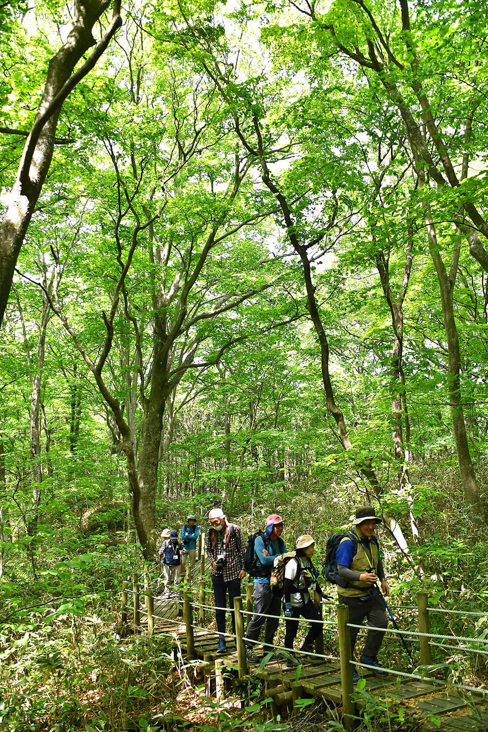 山歩きシーズンが到来。留山で新緑を楽しむ参加者やガイド（八峰町八森で）