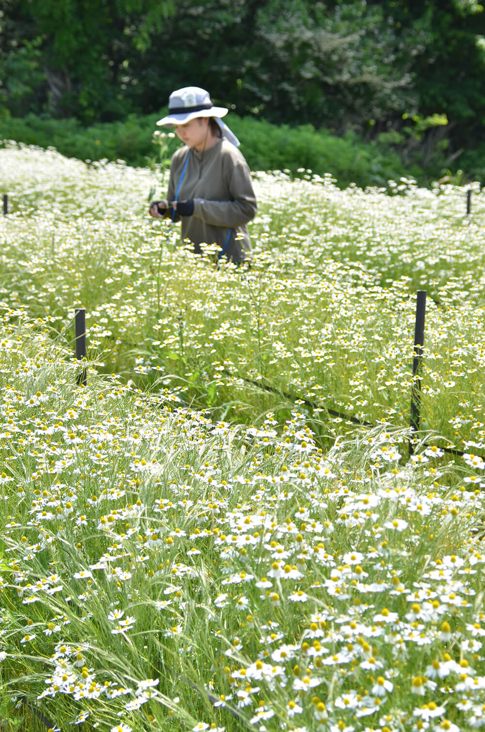 八峰町でカミツレの収穫がピークを迎え、花を丁寧に摘み取り（同町峰浜田中で）