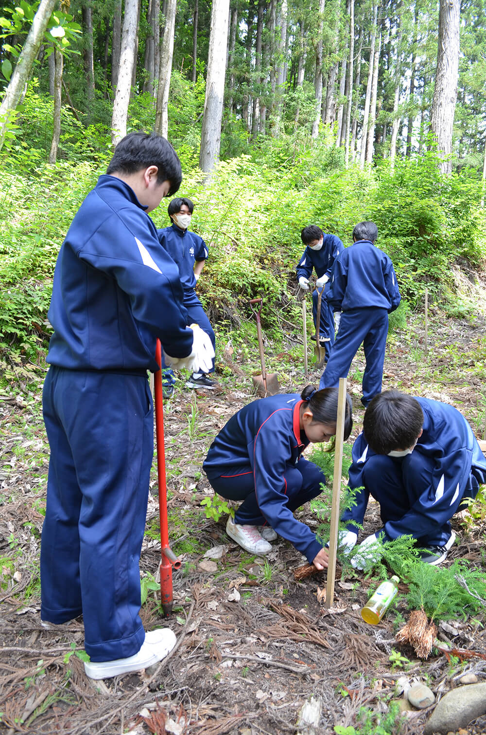 白神プロジェクトフィールドワークで、スギの苗木を植え付ける生徒たち