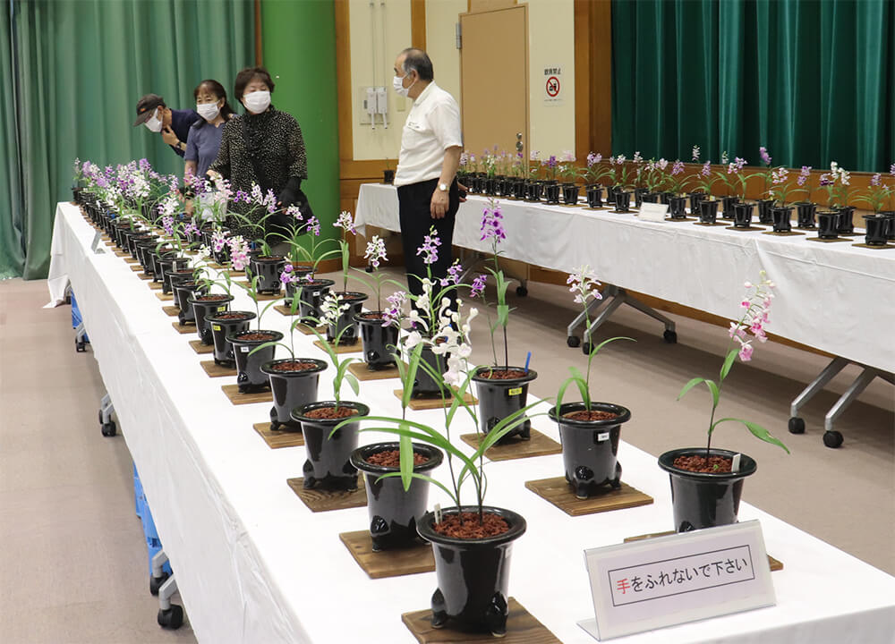 かれんな花を咲かせた鉢が並ぶ「うちょうらん展」