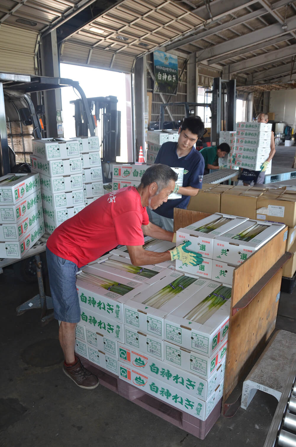 集荷所は荷受作業の熱気に包まれている（能代市のＪＡあきた白神能代営農センターで）