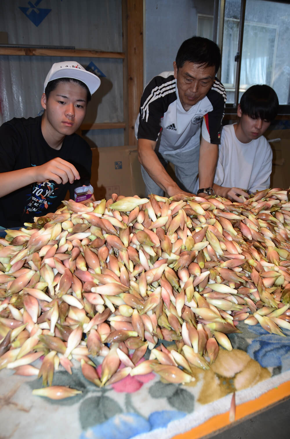 家族や親類も手伝って選別作業に汗を流した（能代市荷八田地内で）