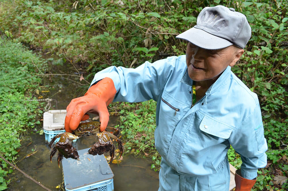 今秋もモクズガニが豊漁。大型のカニを手にする佐藤さん