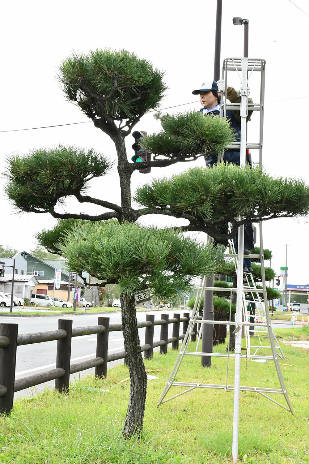 クロマツの「もみあげ」作業に汗を流す会員