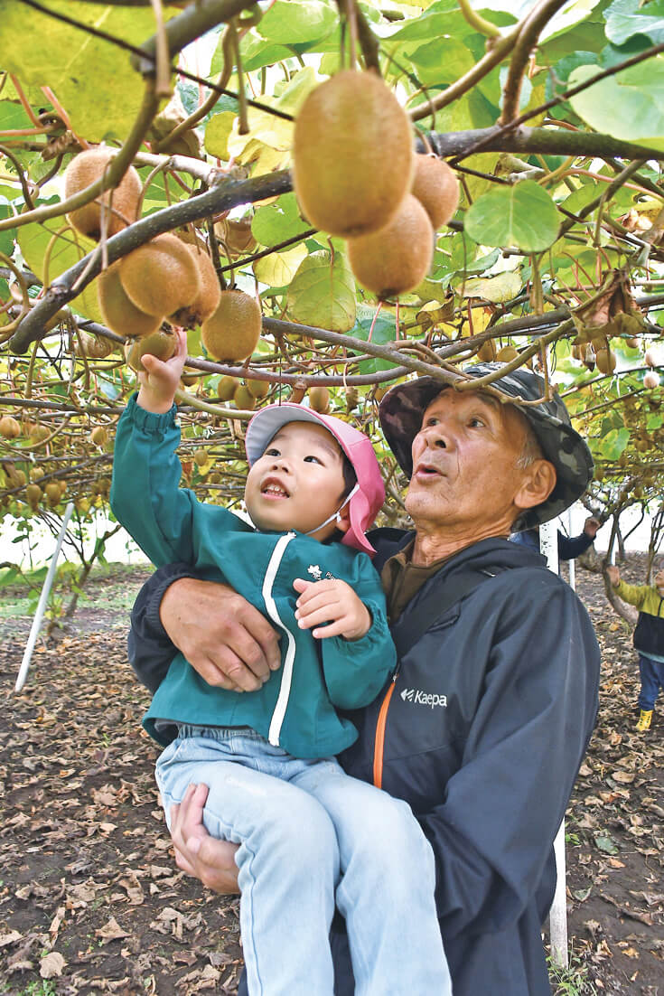 園主の工藤さんに抱き上げられてキウイフルーツを収穫する園児