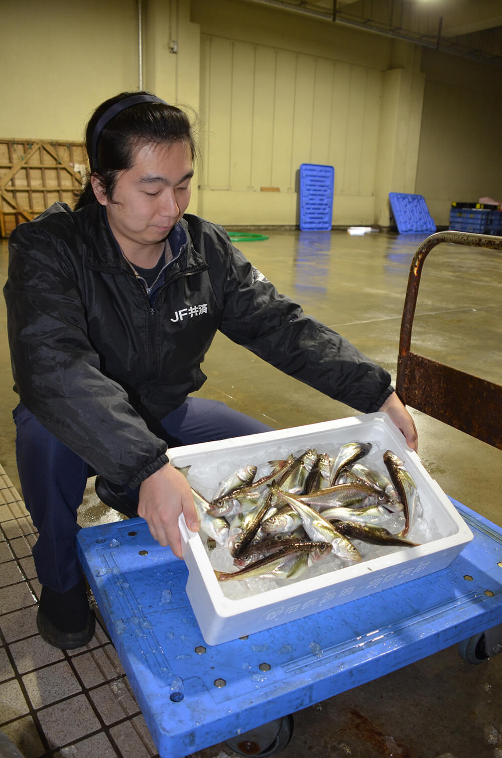 県漁協北部支所管内の季節ハタハタ漁は20日、２㌔を水揚げ（八峰町の八森漁港で）