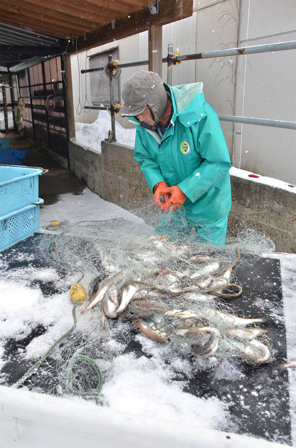 刺し網漁で掛かったハタハタを網から外す漁師（八峰町八森岩館で）