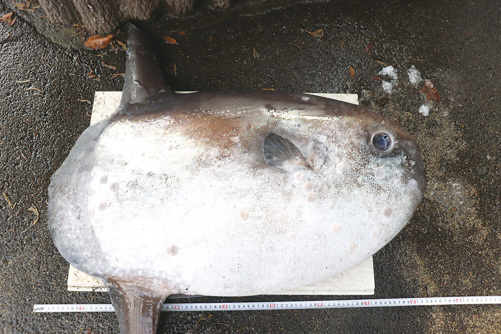 三種町の海岸で見つかった「ヤリマンボウ」