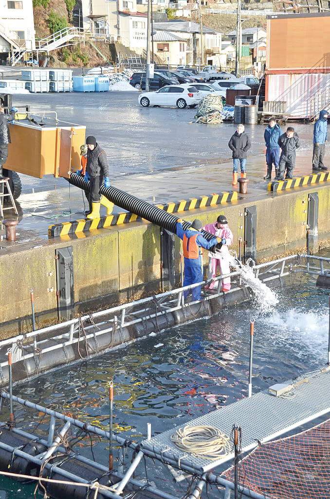 輝サーモンの養殖試験が今季も始まり、いけすに未成魚を流し入れる関係者